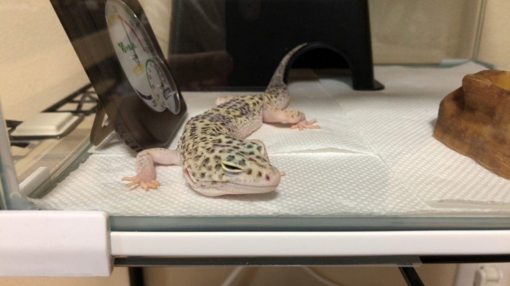 レオパの脱走・捕まえ方!見つからないと悩む前にやるべきこと